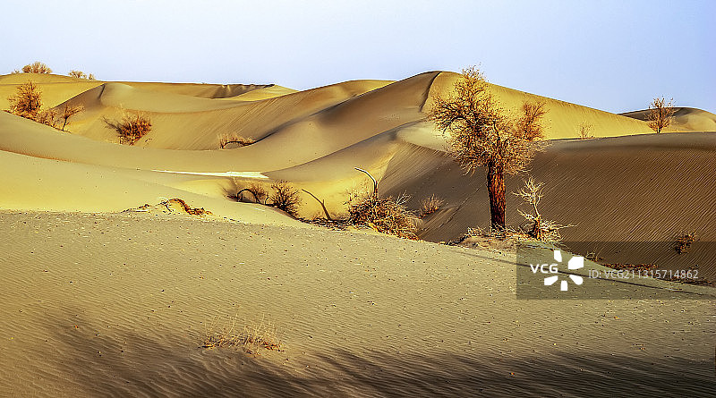 塔克拉玛干沙漠中的胡杨图片素材