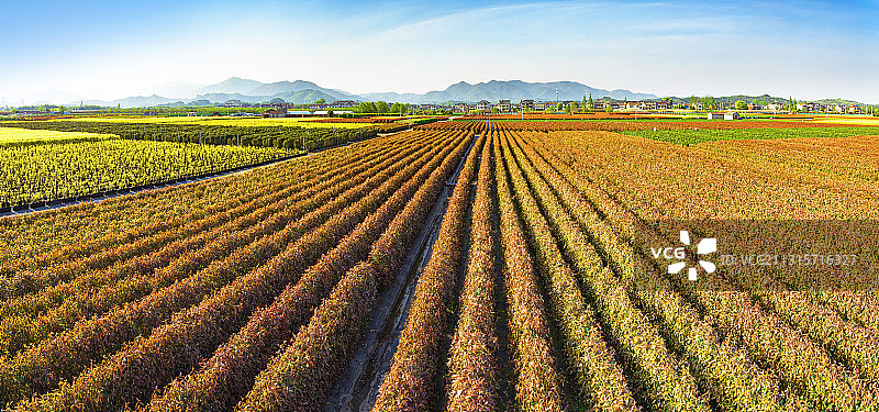 建设新农村的苗木基地图片素材