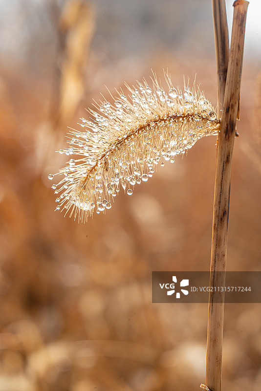 晨露中的狗尾草图片素材