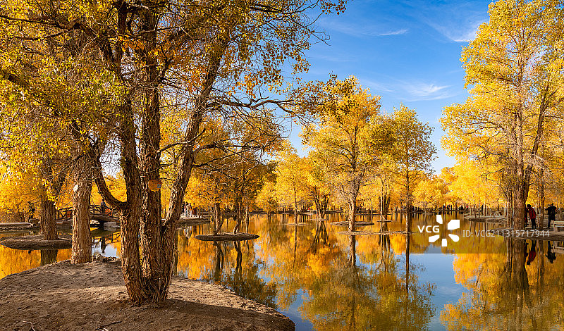 胡杨林图片素材