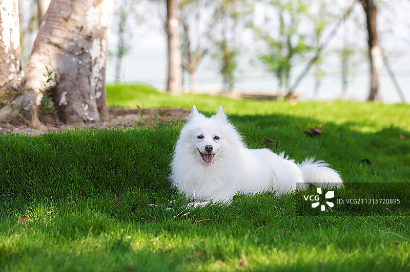 银狐犬图片素材