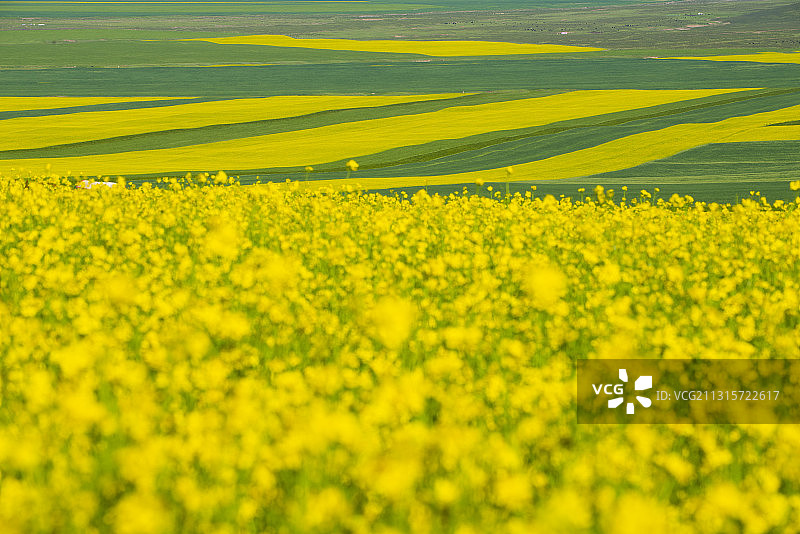 甘肃民乐县扁都口油菜花海盛开。图片素材