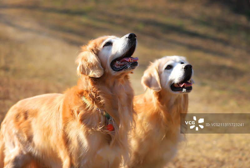 两只金毛犬图片素材