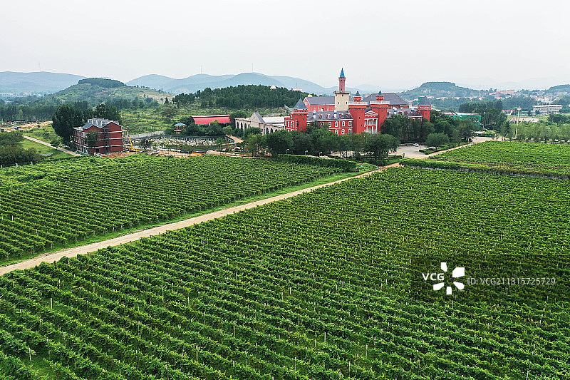 山东枣庄山亭区汉诺葡萄庄园图片素材
