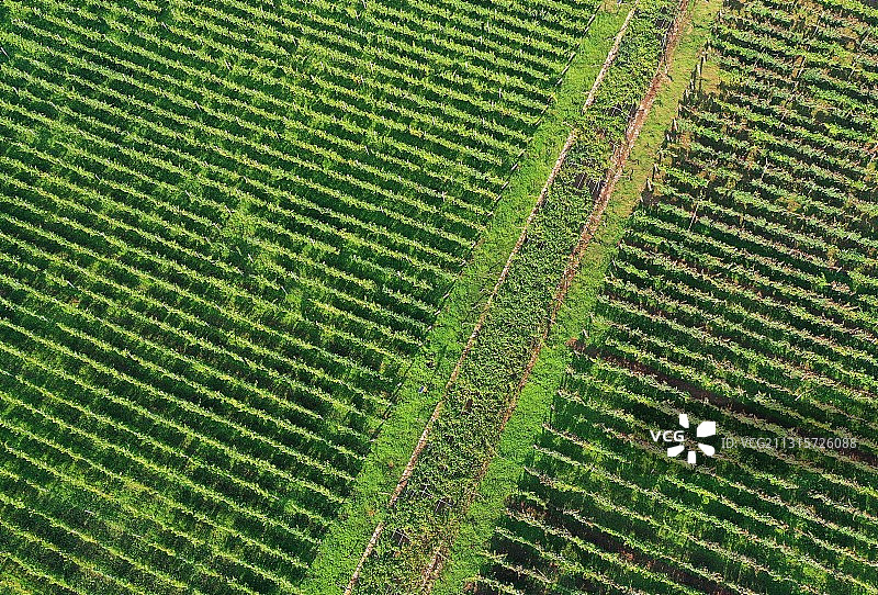 山东省枣庄市山亭区汉诺庄园郁郁葱葱的葡萄园图片素材
