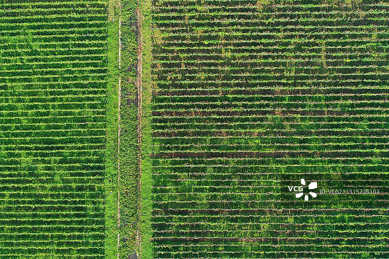 山东省枣庄市山亭区汉诺庄园郁郁葱葱的葡萄园图片素材