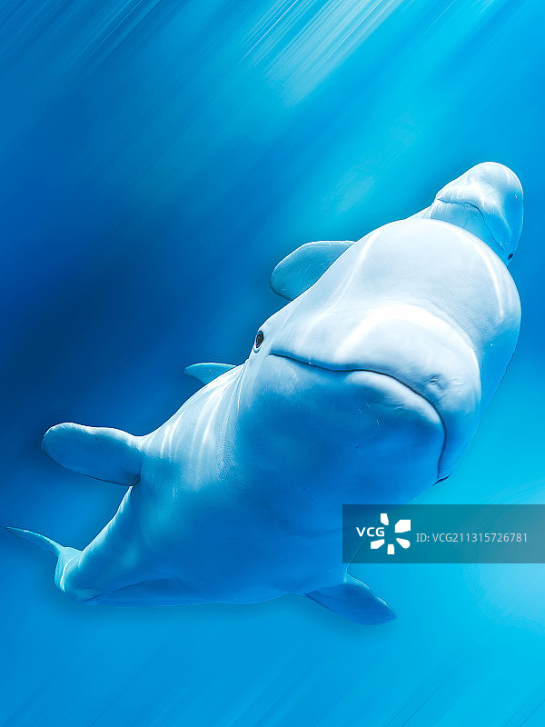 Delphinapterus leucas图片素材