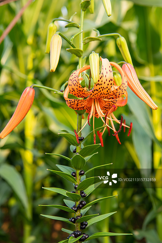 卷丹（虎皮百合）图片素材