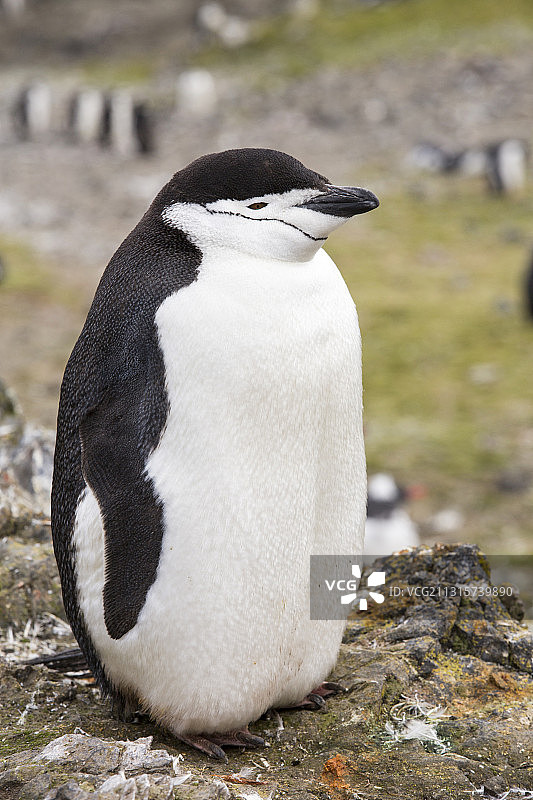 南极洲南设得兰群岛利文斯顿岛汉娜角的帽带企鹅图片素材