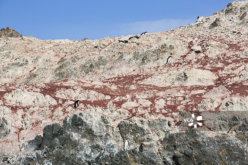 南极洲Joinville岛西端Suspiros湾Madder悬崖，阿德利企鹅群中的鸟粪图片素材