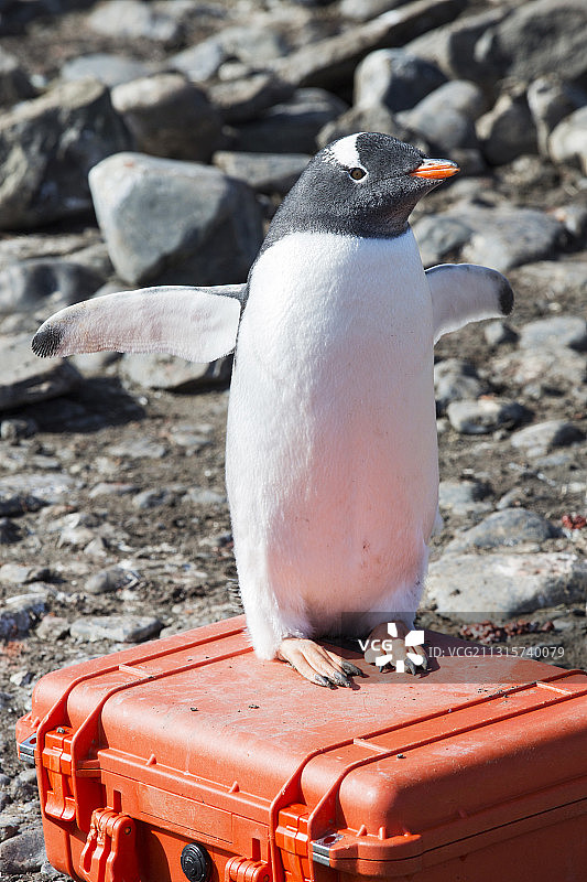 一只巴布亚企鹅栖息在南设得兰群岛利文斯顿岛汉娜角的鹈鹕相机外壳上图片素材