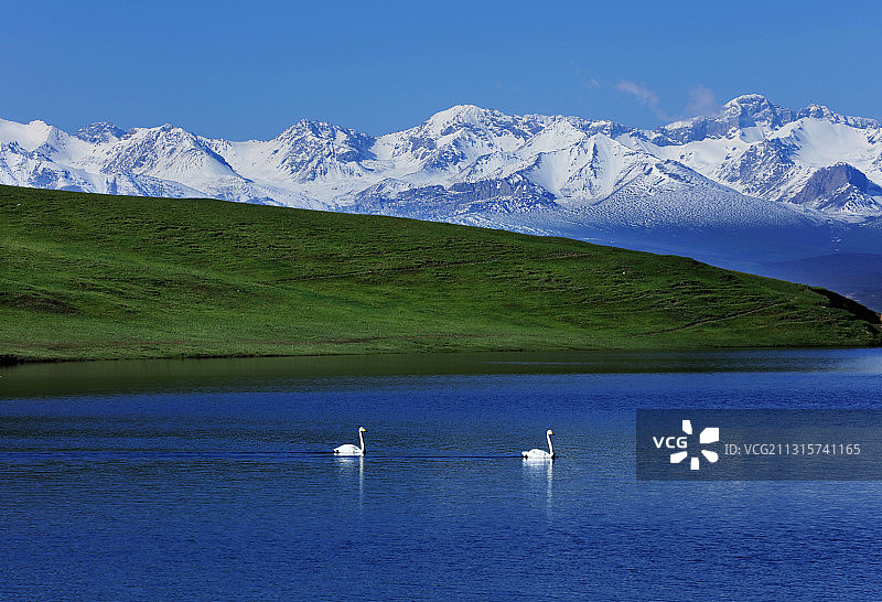美丽的巴音布鲁克天鹅湖图片素材