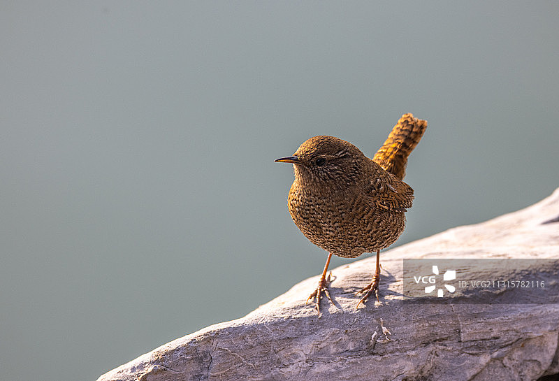 鹪鹩Troglodytes图片素材