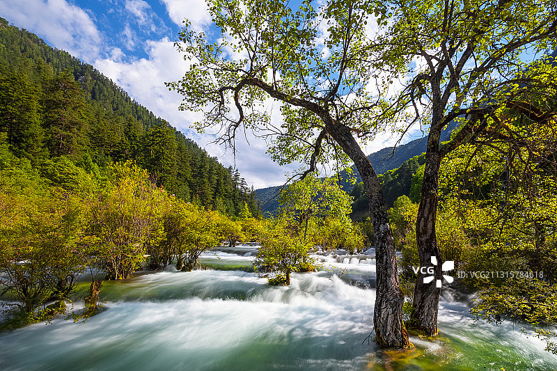 水中行走的树图片素材