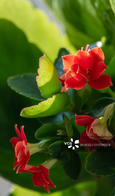 长寿花图片素材