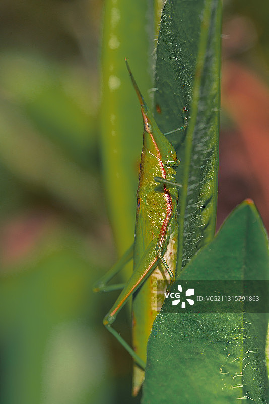 短额负蝗图片素材