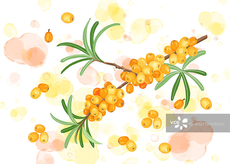 沙棘果实写实风格插画图片素材