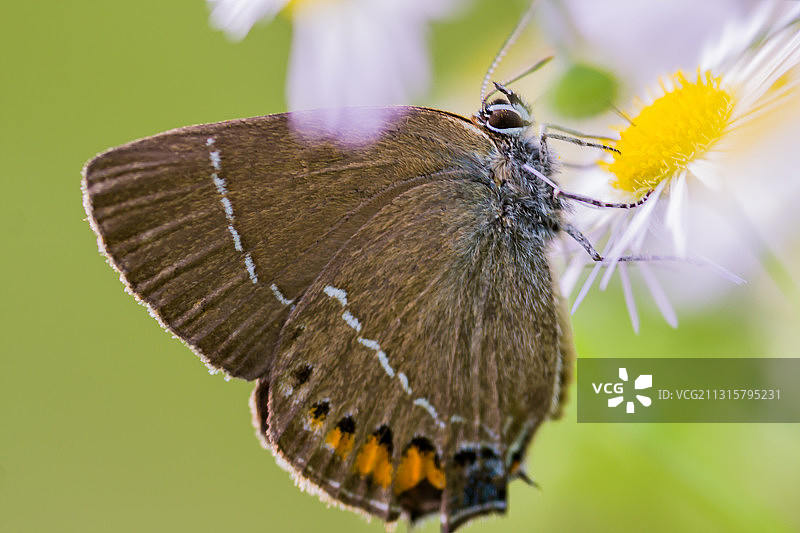 褐灰蝶图片素材