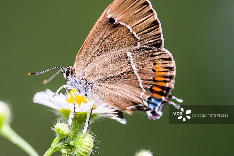 褐灰蝶图片素材