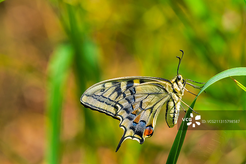 金凤蝶图片素材