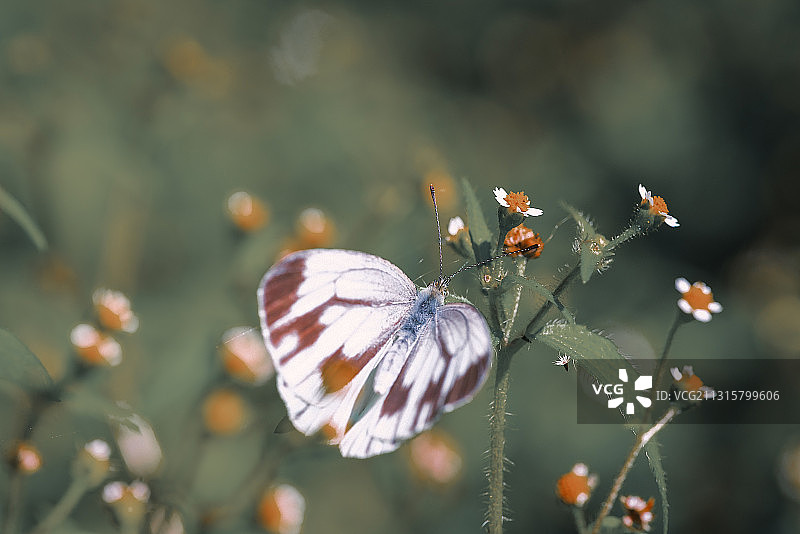 绢粉蝶图片素材