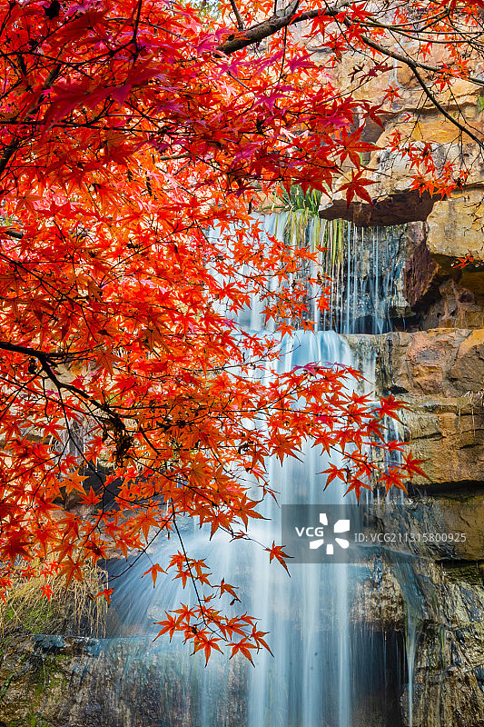 红叶瀑布图片素材