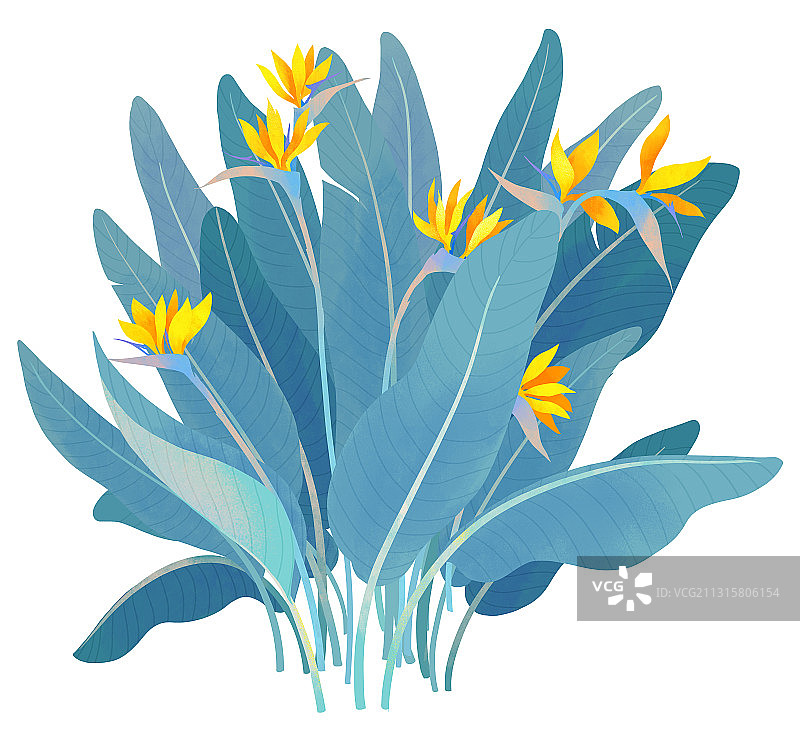 十一月盛开天堂鸟鹤望兰插画图片素材