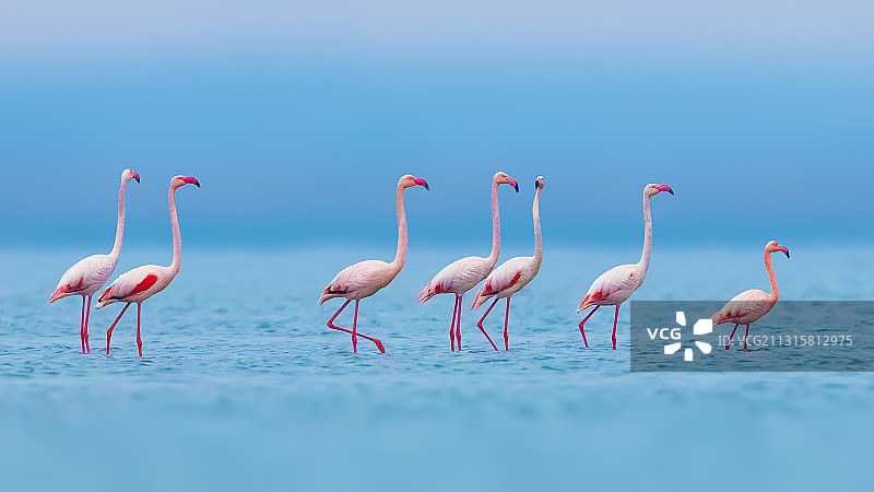 火烈鸟家族图片素材