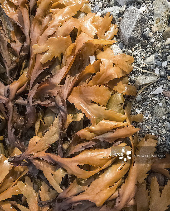 苏格兰海滩上的海藻特写图片素材