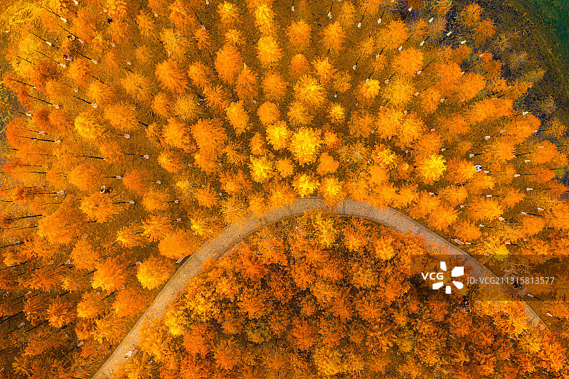 松雅湖网红水杉图片素材