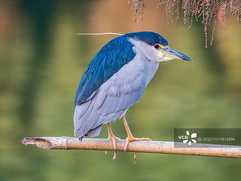 夜鹭图片素材