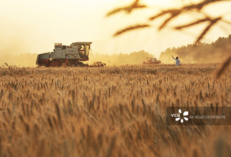 联合收割机在山东枣庄山亭区麦田收获小麦图片素材