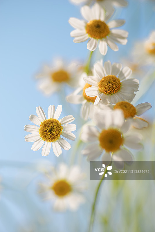 清新的洋甘菊图片素材