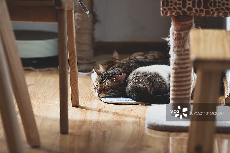 成都无里创意工厂内，宠物店“胖猫实验室”里的猫正在休憩图片素材