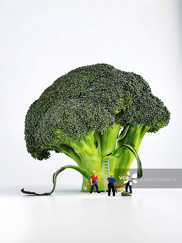 西兰花图片素材