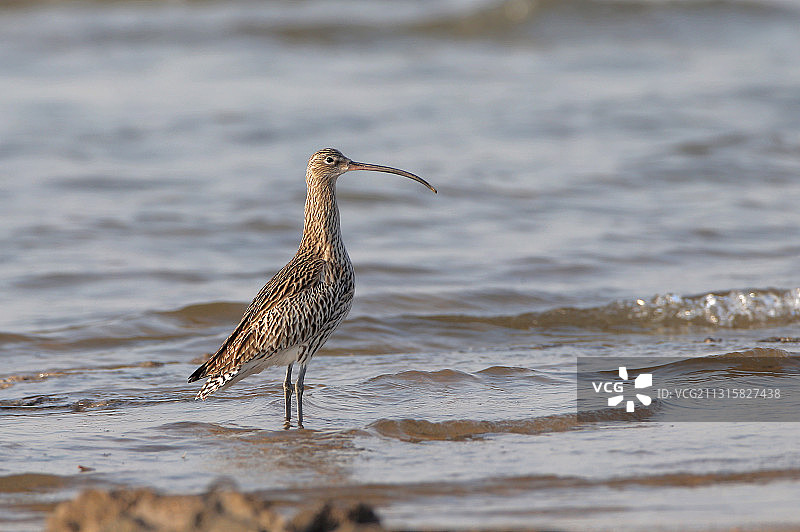 白腰杓鹬图片素材