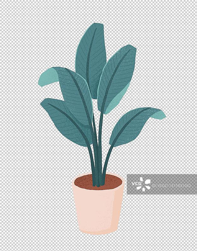 盆栽植物天堂鸟插画图片素材