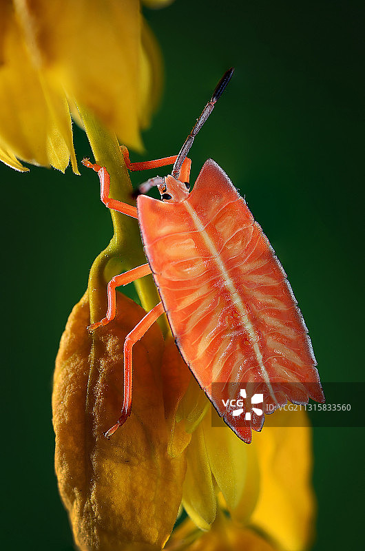 槟榔比蝽图片素材