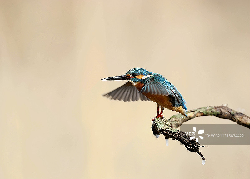 小翠鸟图片素材