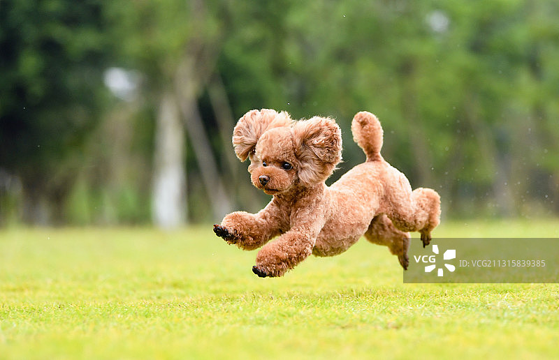 草地上的泰迪图片素材