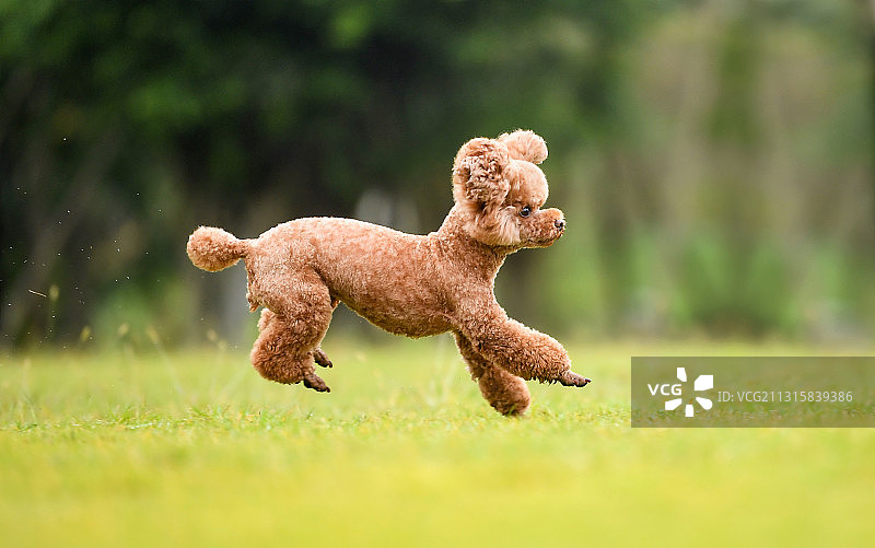 草地上的泰迪图片素材