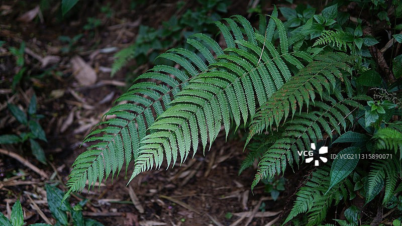 云南 植物 蕨类图片素材