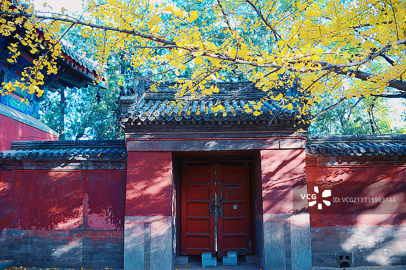 又是一年银杏黄图片素材