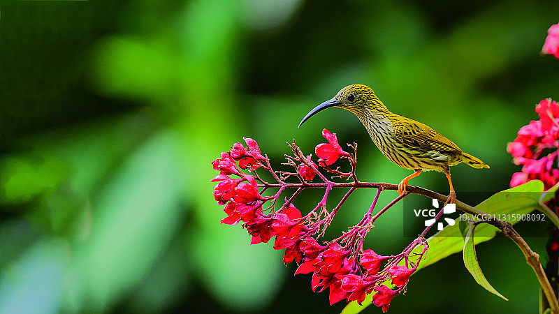 纹背扑蛛鸟拍摄于云南省盈江县犀鸟谷图片素材