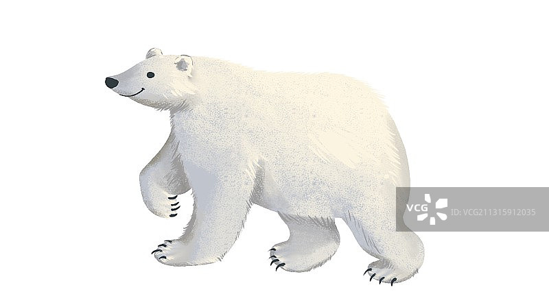 北极熊图片素材