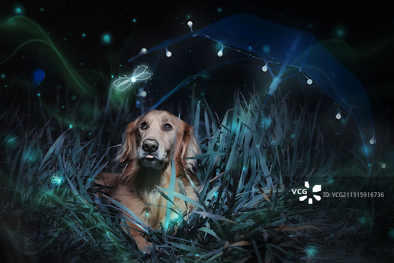 金毛寻回犬图片素材