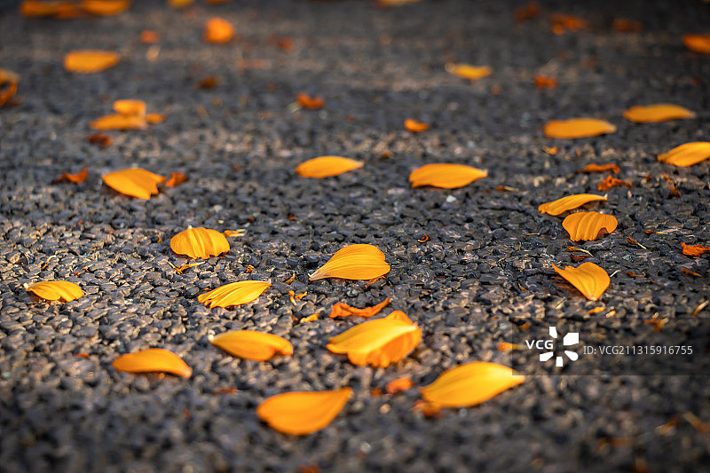 秋天地面金黄的落叶图片素材