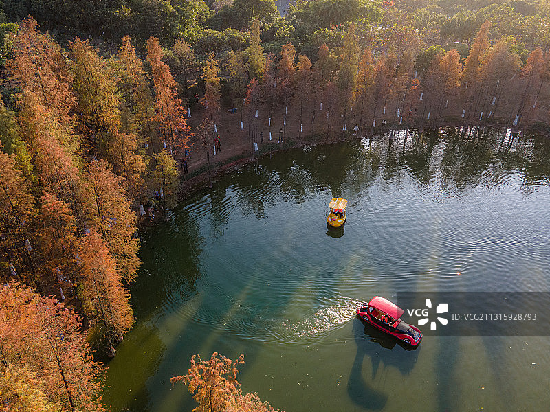 中国广州番禺大夫山森林公园水杉秋色景观图片素材