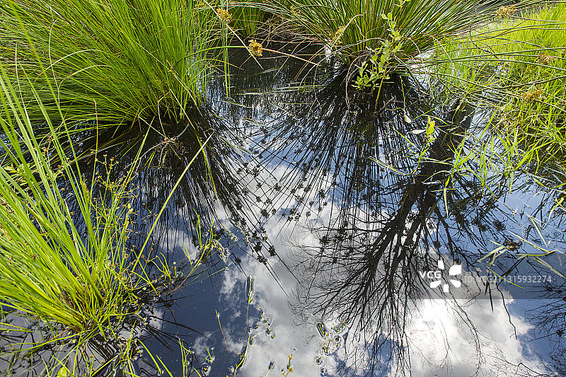 英国南坎布里亚郡的富尔肖自然保护区低地沼泽图片素材