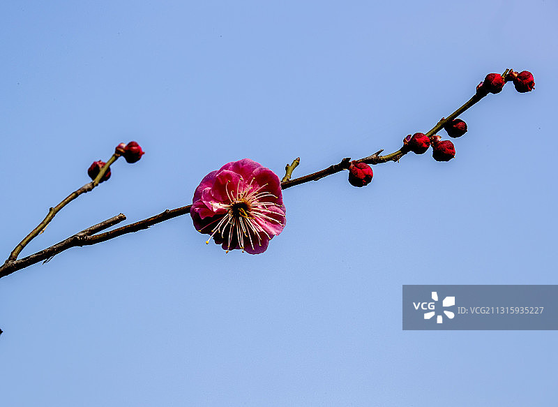 春天的脚步图片素材